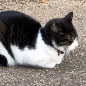 近所のにゃんこの画像
