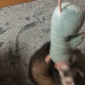 回転ぽんたの画像