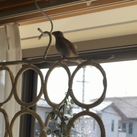 モンちゃんオス疑惑の画像