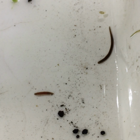 閲覧注意  ヒルの画像