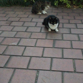 育ってますね Growing upの画像