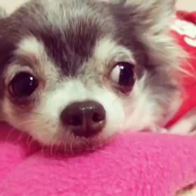 本日休業の画像