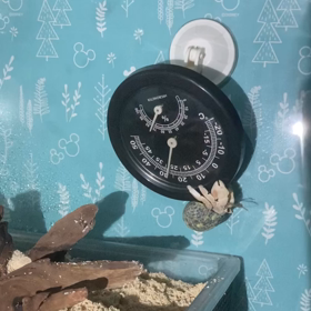 まるで回し車の画像