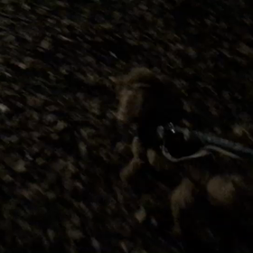 ♪お散歩動画♪代々木公園♪の画像