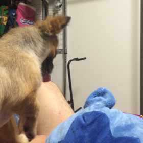 キレる犬の画像