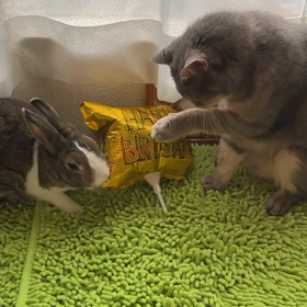 来年からは♡の画像