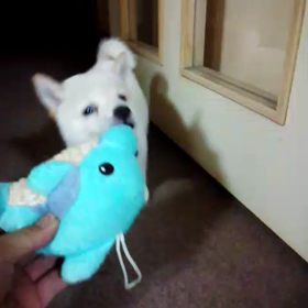 フェブラリーＳを現地へ見に行こうと思ったら・・・の画像