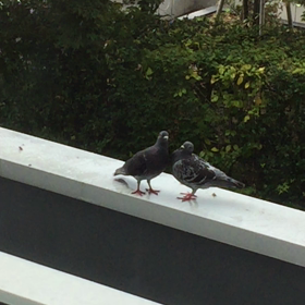 旦那様の闘病記 しゃっくりの画像