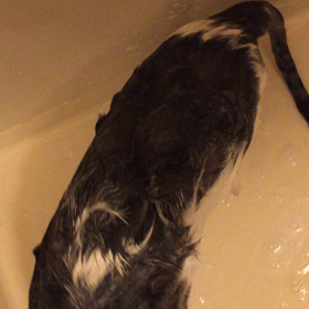 泣いたのの画像