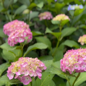 紫陽花の画像