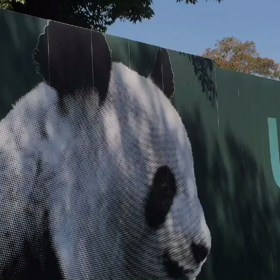 桜の下を歩けばの画像