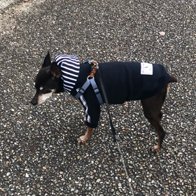 アンディに聞きたいの画像