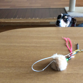 またか⁉️の画像