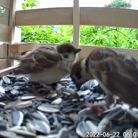 すぎぴたんの事件簿シーズン2　305話（改装後の　ひまわりレストラン）の画像