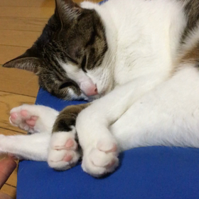 冬の間の残念な朝、かわいいデールちゃんの動画。の画像