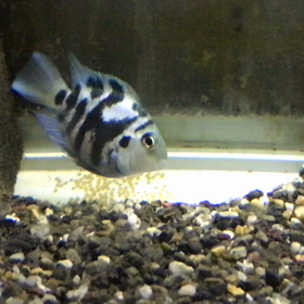 ブルータイガーパロット 産卵 2日目の画像