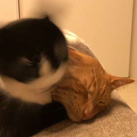 キレイキレイ。の画像