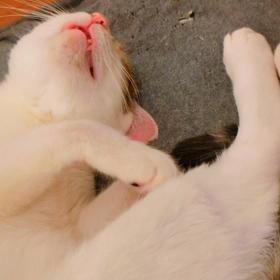 ネコリパブリック広島の画像