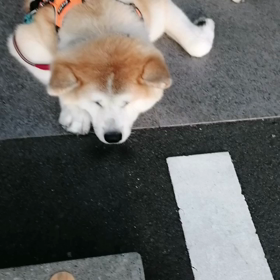 ダラ～とする時は、超ダラダラ‼️リラックスしていると言えば、超リラックス❗今朝も未来丸は元気だの画像