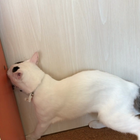 今日のテンの画像