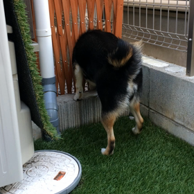 きなこさん、お怒りの画像