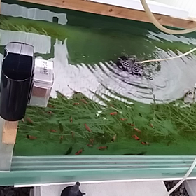 大雨の話と金魚飼育の話の画像