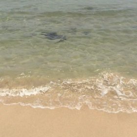 夏季休暇のお知らせの画像