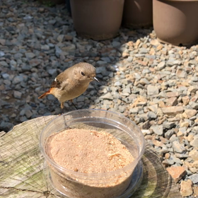 渡り鳥ジョウビタキ『ホントに渡らない渡り鳥』の画像