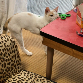 2017.08.15：初めてハンドスピナーに遭遇した猫。の画像