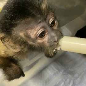 フサオマキザルの画像