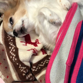 わが家のわんこの画像