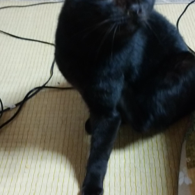 黒猫の癖の画像