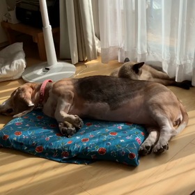 桜…走る！走る！！(笑)の画像