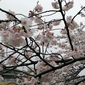 「でかいなあ！ライオンかと思ったよ‼️」丸子川の土手でゴロ寝の未来丸は散歩の方にそう言われた。の画像