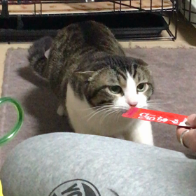 チュールマロの画像