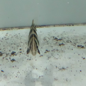 惚れ惚れするリアルバンドも売約！の画像