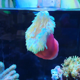 4代目シライトの画像