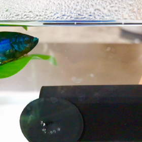 水槽裏のママと遊びたいキラ君の画像