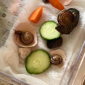 カタツムリの画像