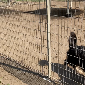 ボーダーコリー子犬　成長の画像