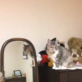 我が家の強打者の画像