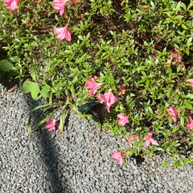 枯れ葉のような黒アゲハを見て気づいたことの画像