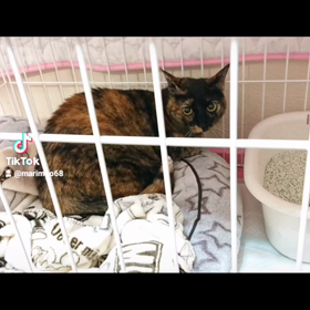 「ﾜｶﾒ」改め「杏」になった日の画像