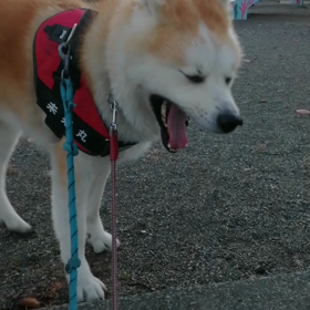 見違えるように散歩が変わりました。1歳少しでトレーナーさんの指導離れ、自立してスムーズな散歩をしの画像