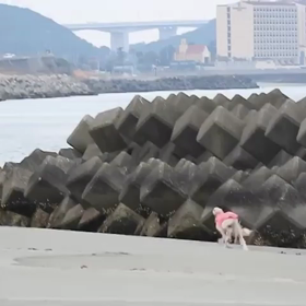 久しぶりにカラスをチェイス！の画像