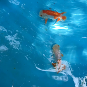 粒餌グッマニンの画像