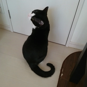 いなくなっちゃったヨ～の画像