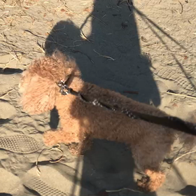 ♪お散歩動画♪お台場海浜公園♪の画像