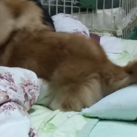 ルークちゃん　お仕事終わったよ～(#^_^#)　の画像