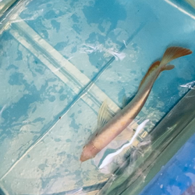 ★プラチナタイプバンジャール！★の画像